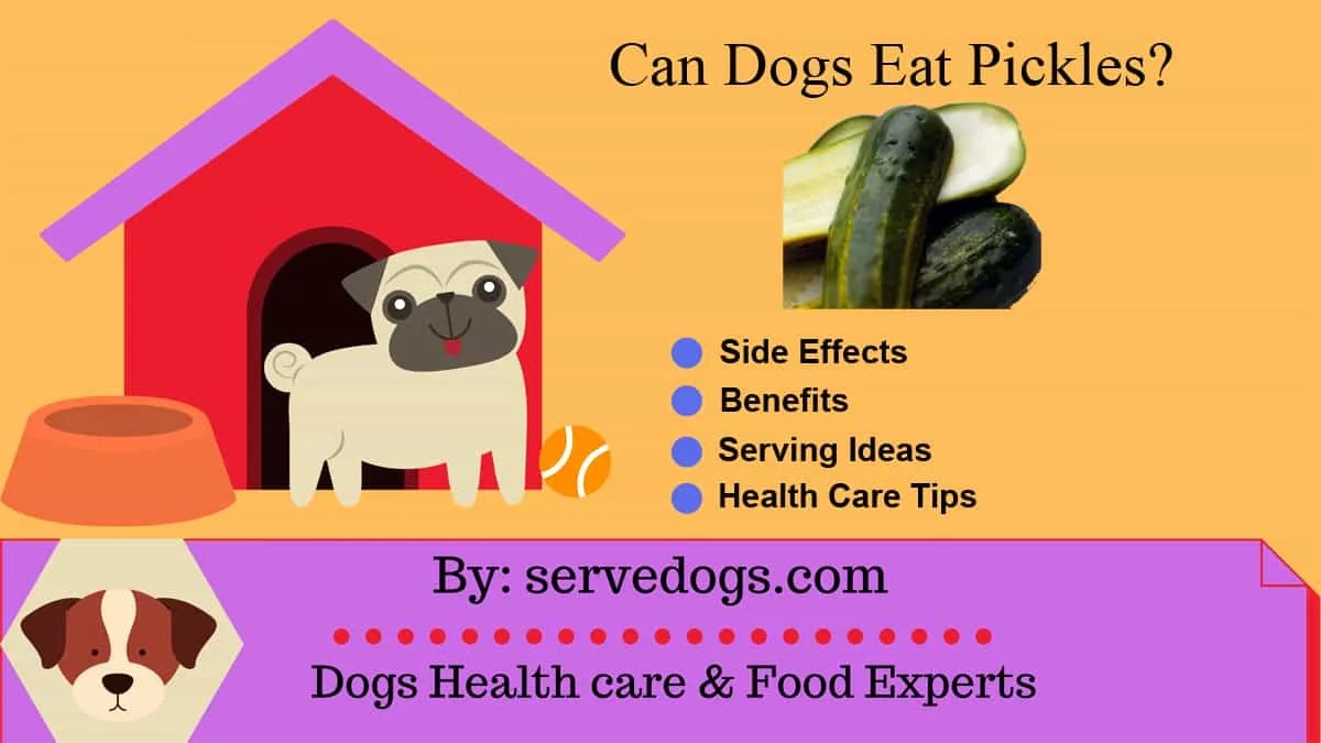 Can dogs eat oatmeal Side effects vs Benefits Complete Guide