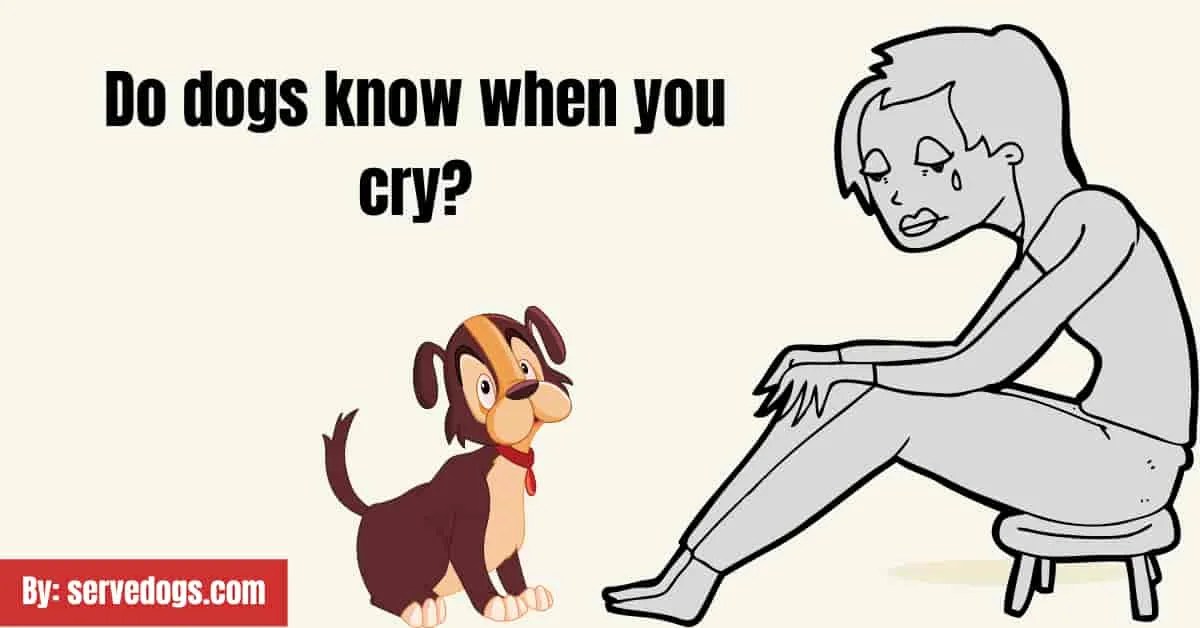 Sounds that make dogs go crazy Complete Guide Serve Dogs