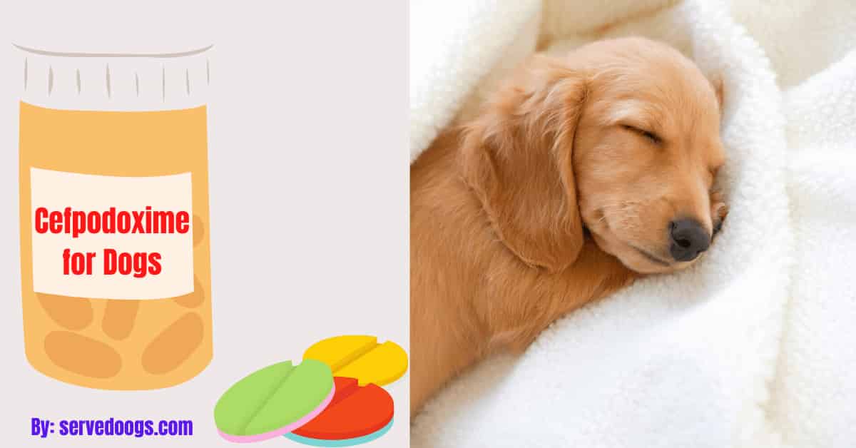 What Are the Side Effects of Cefpodoxime for Dogs?