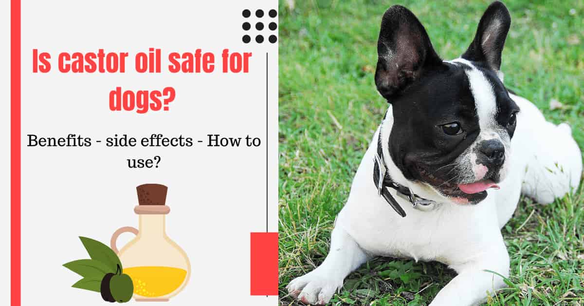 Is castor oil safe for dogs? Complete guide. Serve Dogs