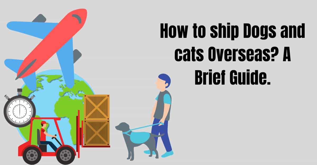 How to ship Dogs and cats Overseas? A Brief Guide.
