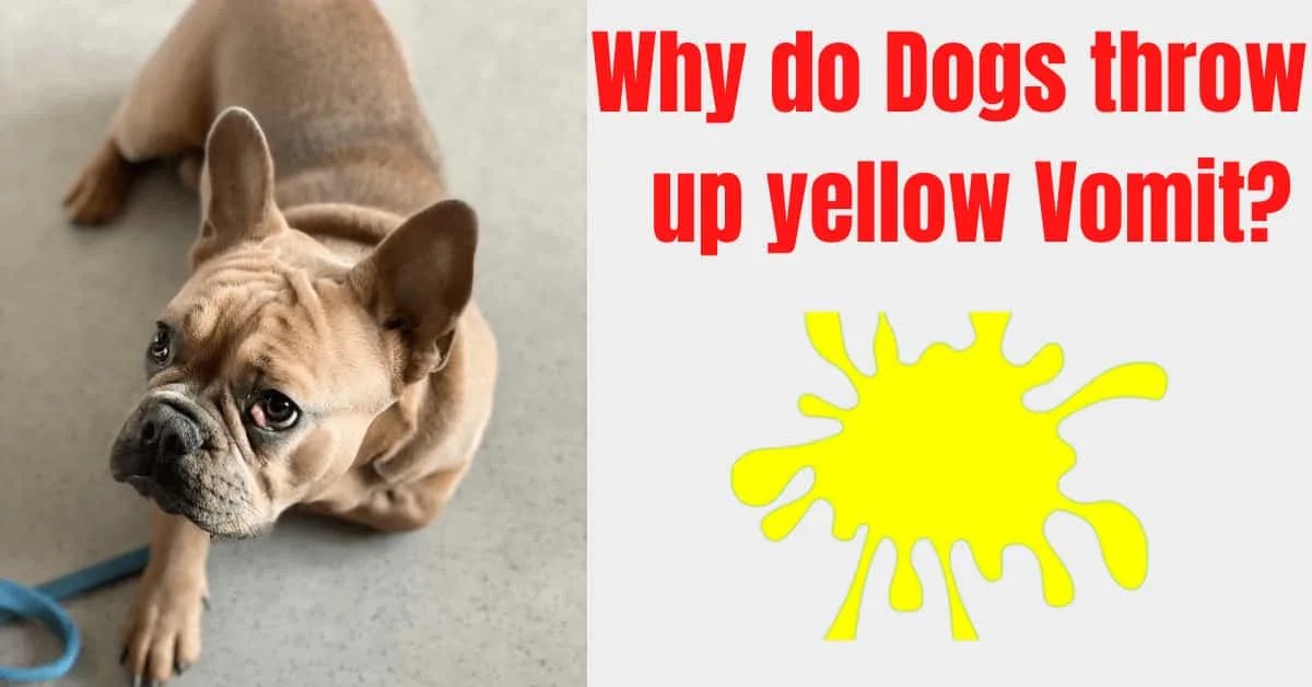 Why do dogs nibble on blankets? [7 reasons and how to stop]