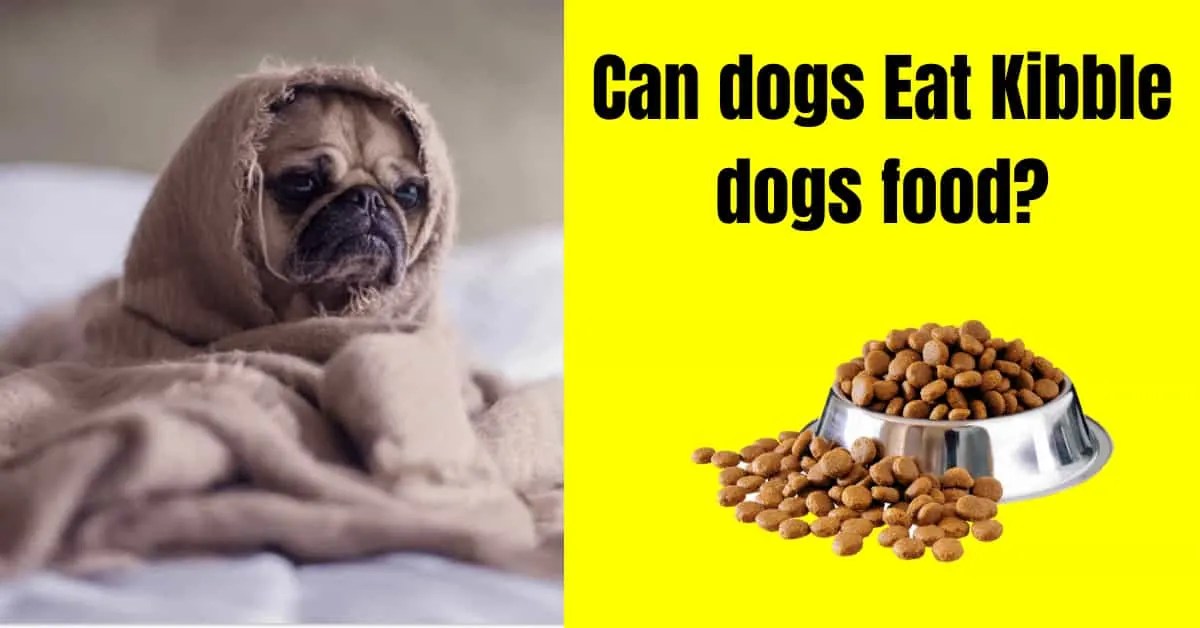 Can dogs eat cod fish? [Benefits Side effects] Serve Dogs