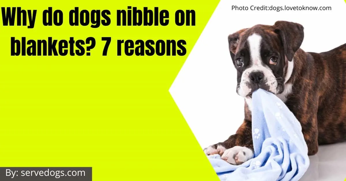 Why do dogs lay at your feet? 10 Reasons Serve Dogs