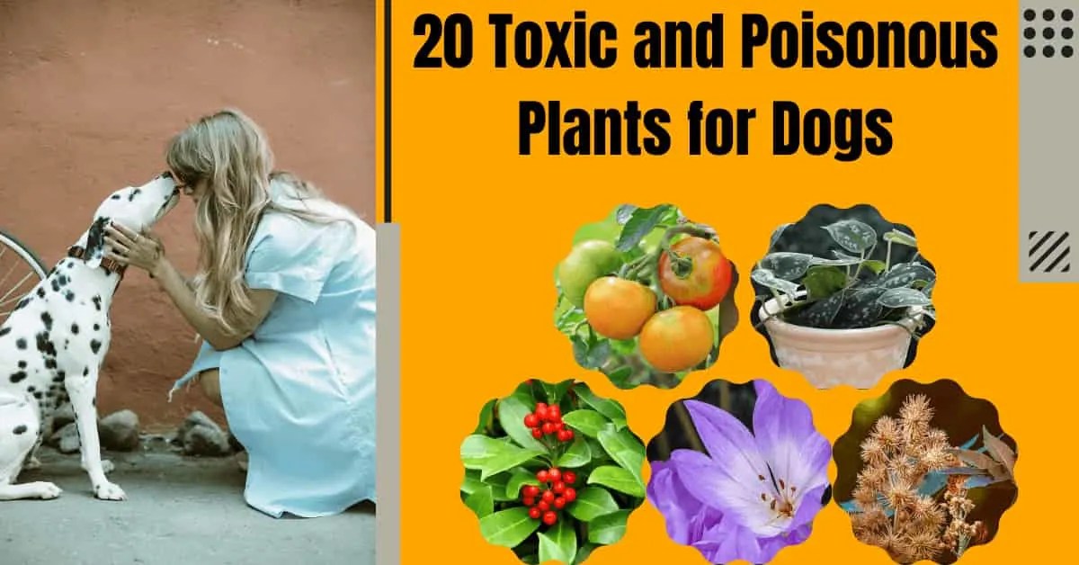 Why do dogs drag their bottoms on the ground 10 Reasons