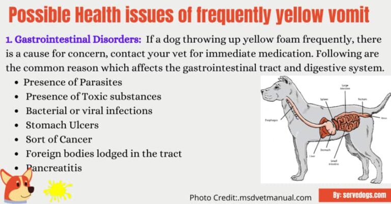 Why do dogs throw up yellow Vomit? [Causes and Treatment]