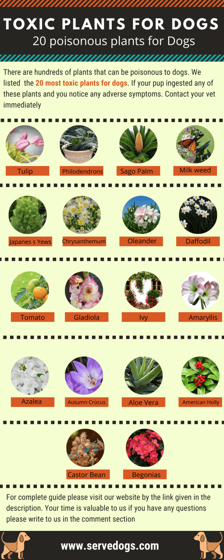 Toxic Plants for dogs 20 poisonous plants for Dogs