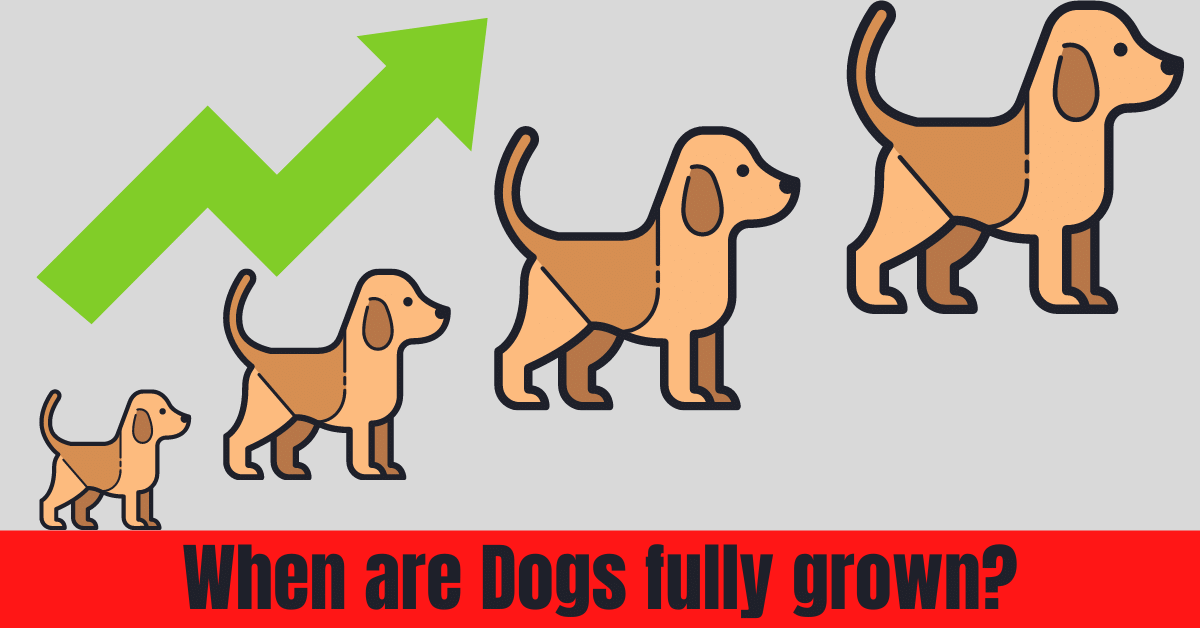 When are dogs fully grown? Dogs Growth Chart