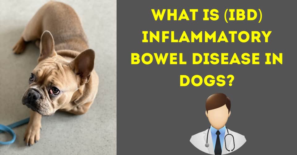 What is IBD in dogs? (Inflammatory bowel disease) Serve Dogs