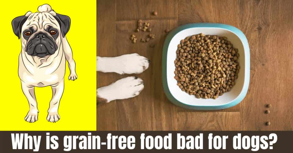 Why is grainfree food bad for dogs? Complete Guide
