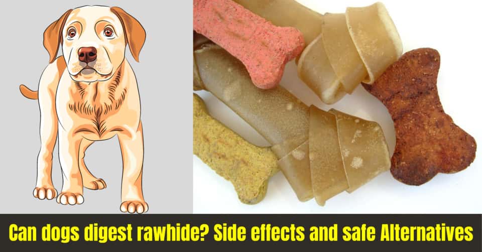 Can dogs digest rawhide? Side effects and safe Alternatives