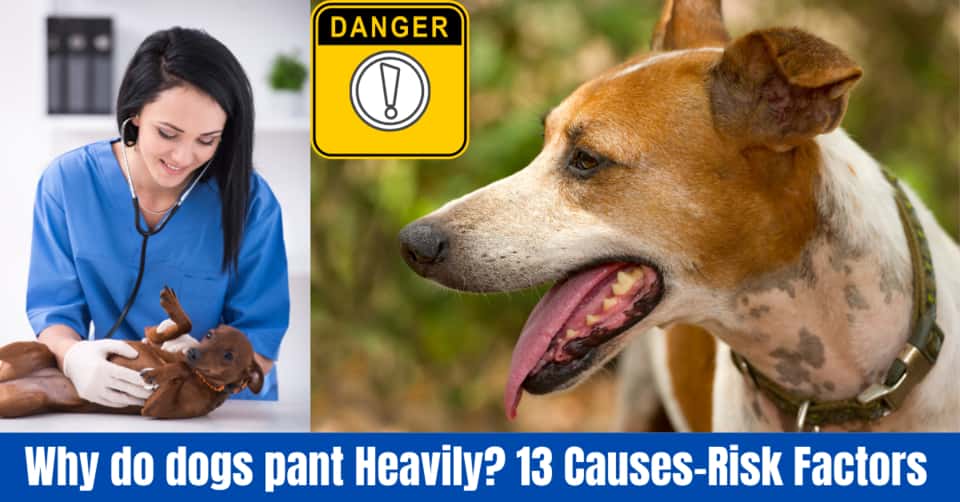 Is Panting A Sign Of Diabetes In Dogs