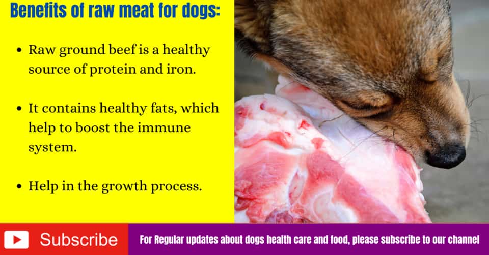 Can dogs eat raw ground beef? Side EffectsBenefits Serve Dogs