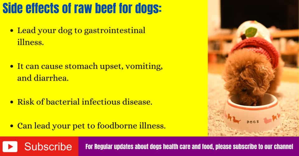 Can dogs eat raw ground beef? Side EffectsBenefits