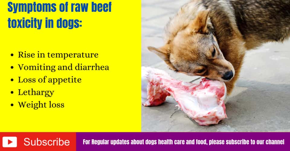 Can dogs eat raw ground beef? Side EffectsBenefits Serve Dogs