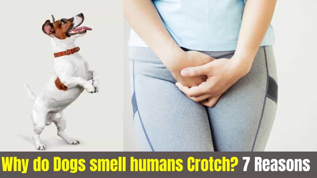 dogs sniffing crotch Serve Dogs