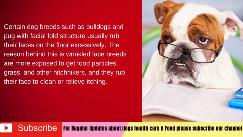 12 Reasons Why do dogs rub their face on the ground? Serve Dogs
