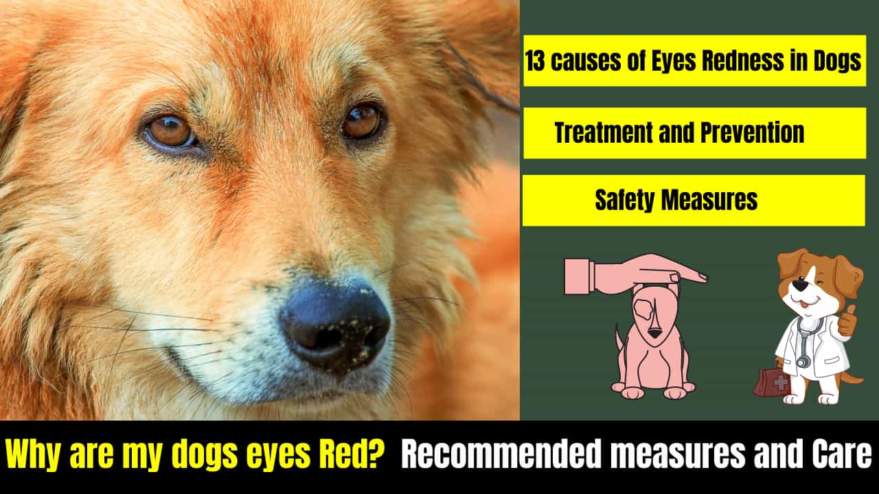 Why are my Dogs Eyes Red? 13 CausesTreatmentPrevention
