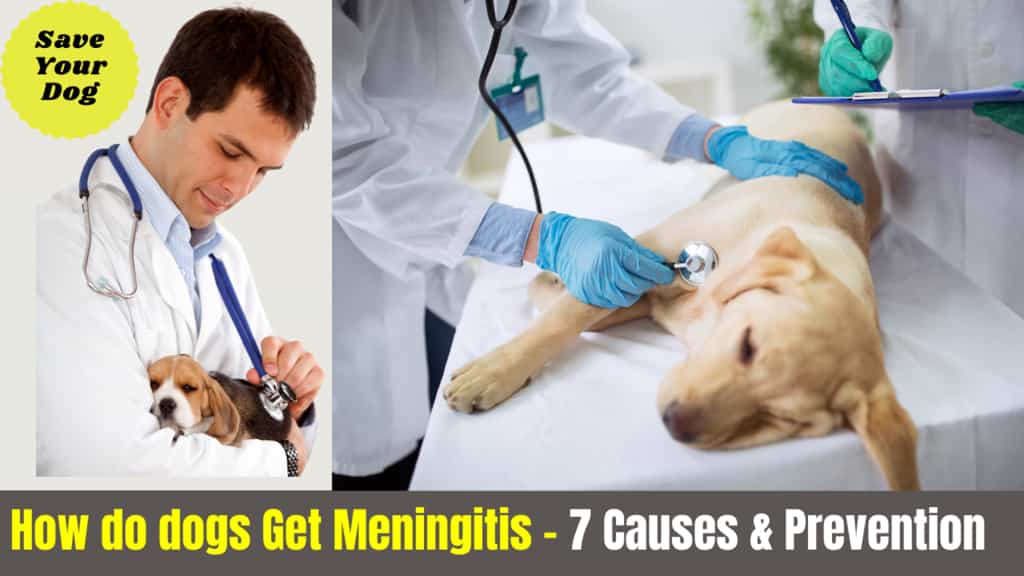 How do dogs Get Meningitis? 7 CausesTreatmentPrevention Serve Dogs