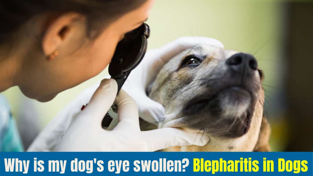 Why is my Dogs eye Swollen? 10 Cause Blepharitis in Dogs