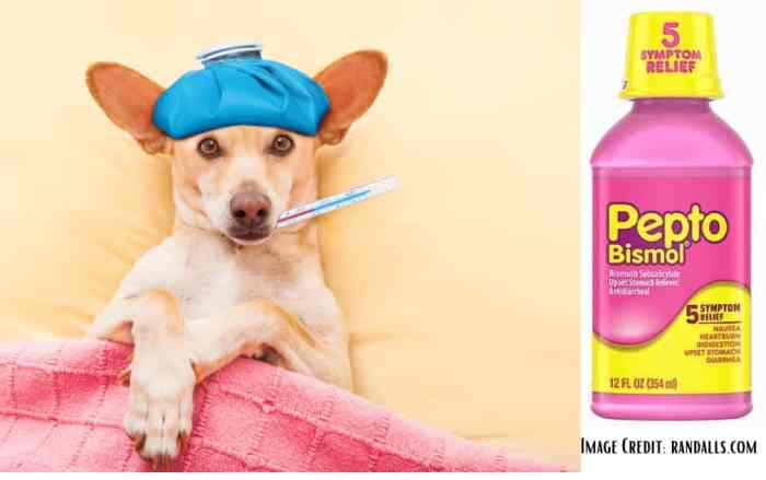 Pepto bismol dosage beds buyer bunk