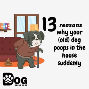 13 Reasons Why Your (Old) Dog Poops In The House Suddenly - Serve Dogs