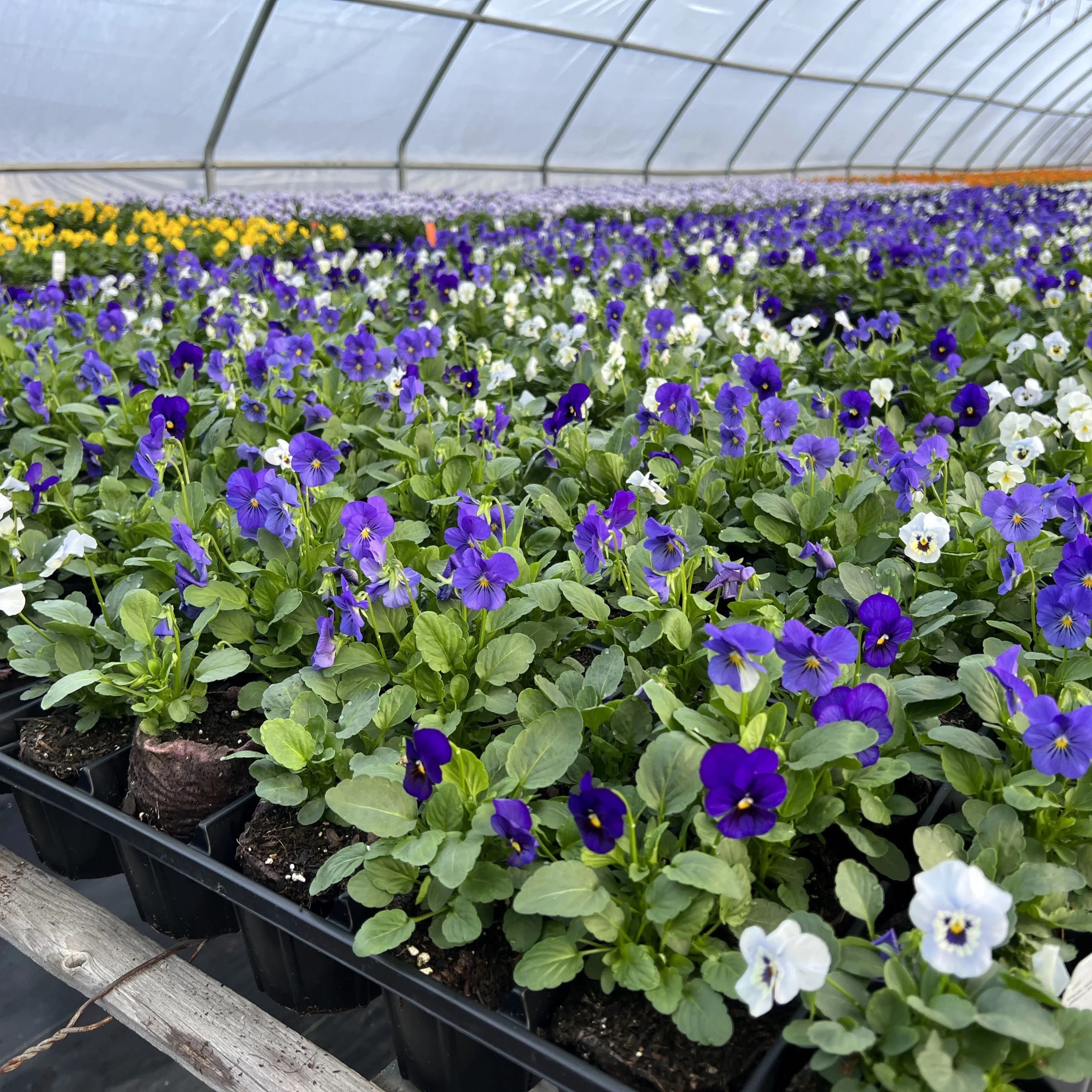 Flower Nursery In Mcdonough Ga Best Flower Site