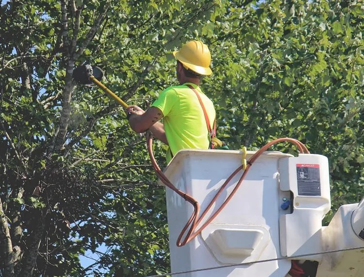Tree Service Leads Tree Service Marketing Online Service Direct