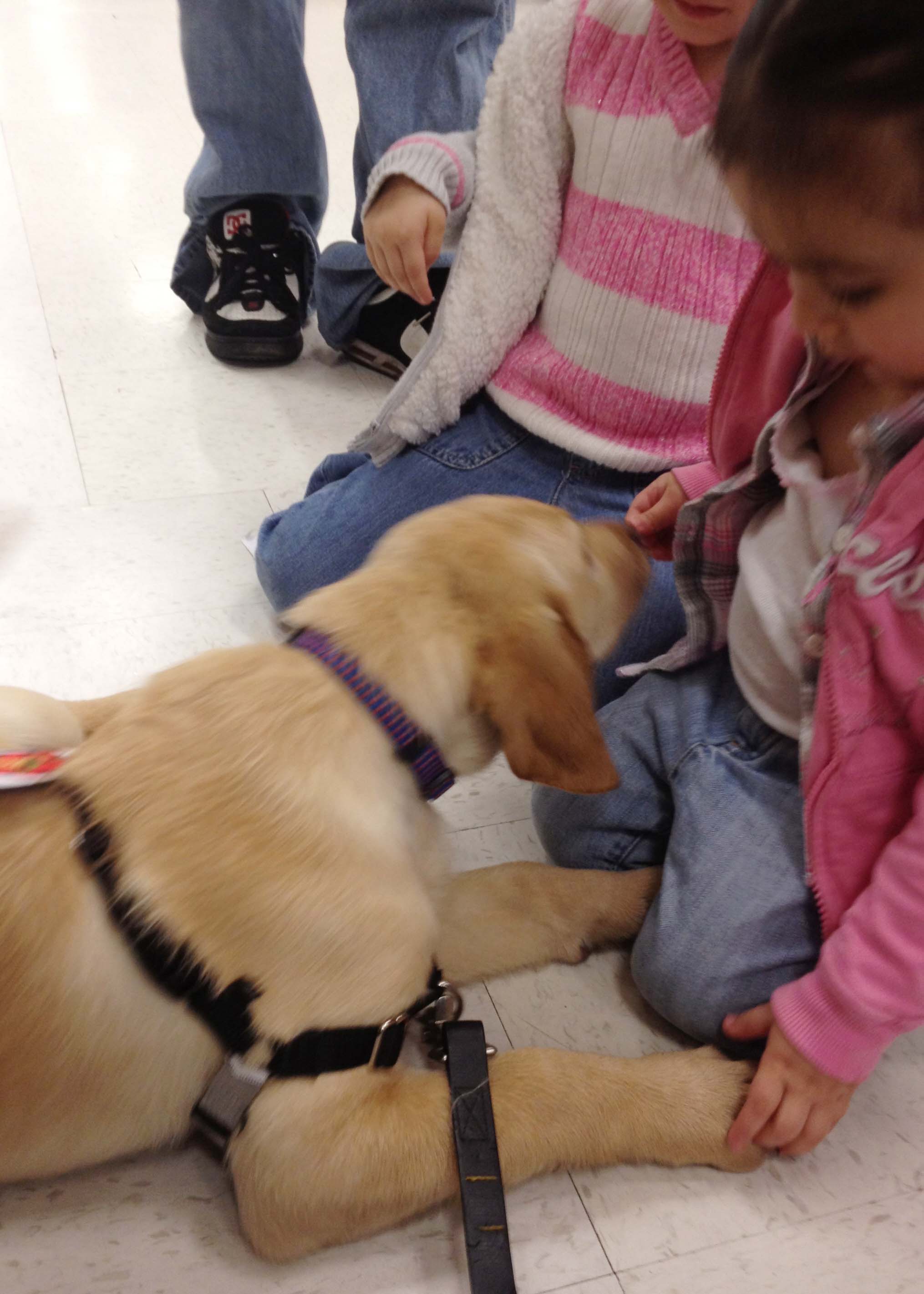 Early Puppy Socialization, Puppy Classes in Seattle Service Dog Academy