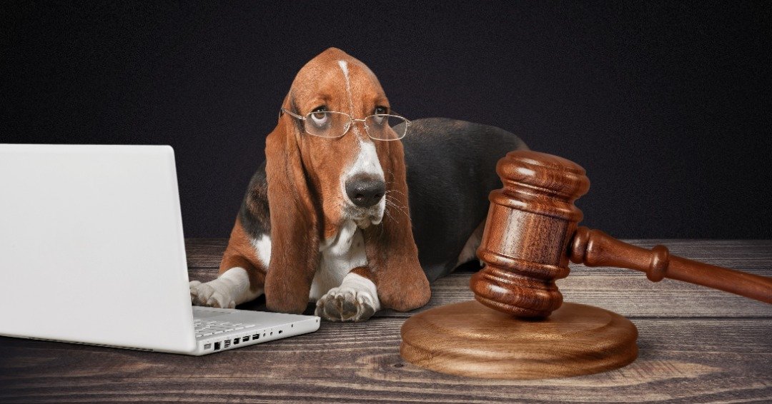 Unique Service Dog Laws Across States What You Need To Know Service