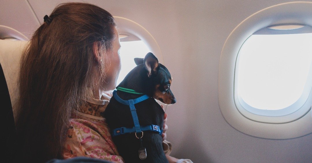 Flying With Your Emotional Support Dog Airline Guidelines To Know