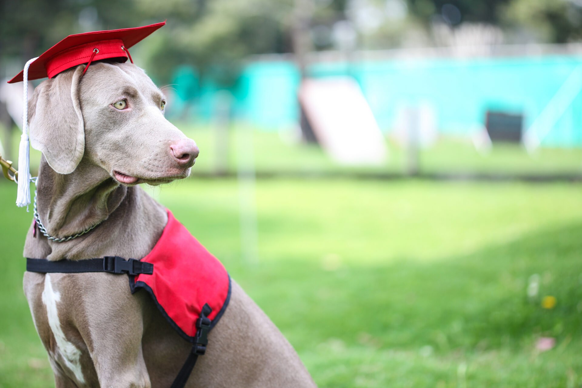 How Service Dog Certificates Help Ensure Public Access For Handlers