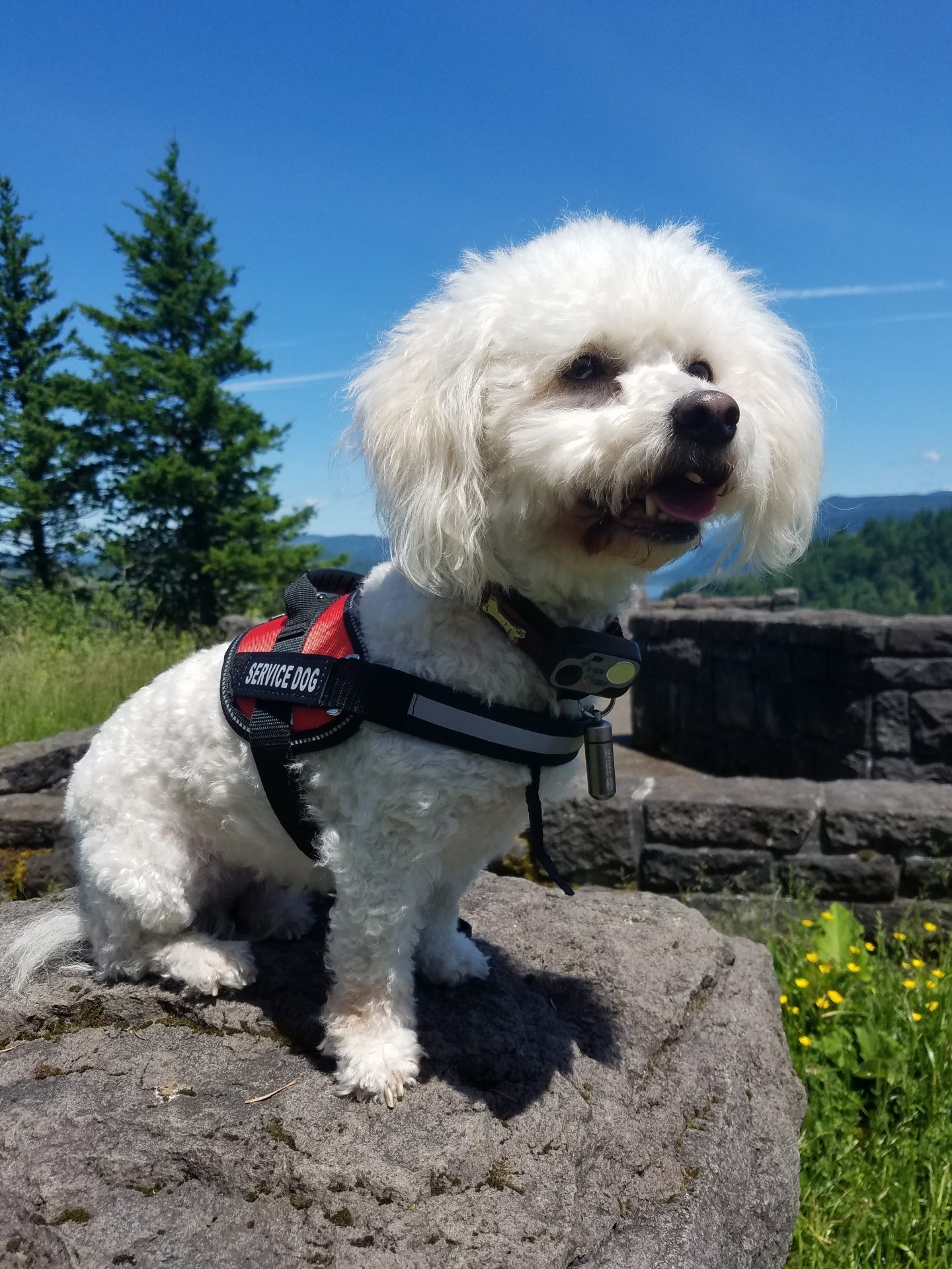 This Service Dog Isn't A Golden Retriever Or Lab. Is That Why This