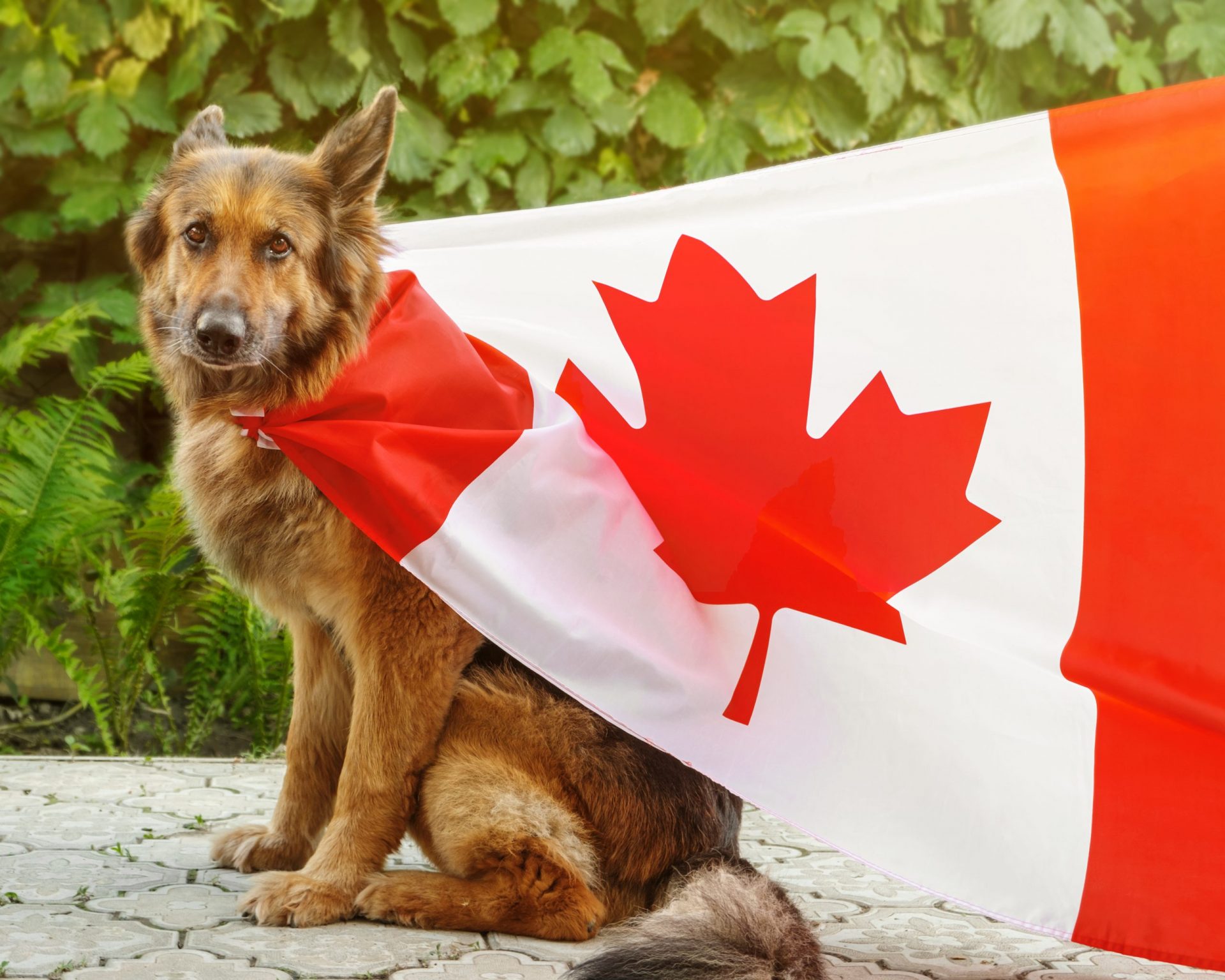 How To Register A Service Dog In Canada Instantly🍁 Service Dog