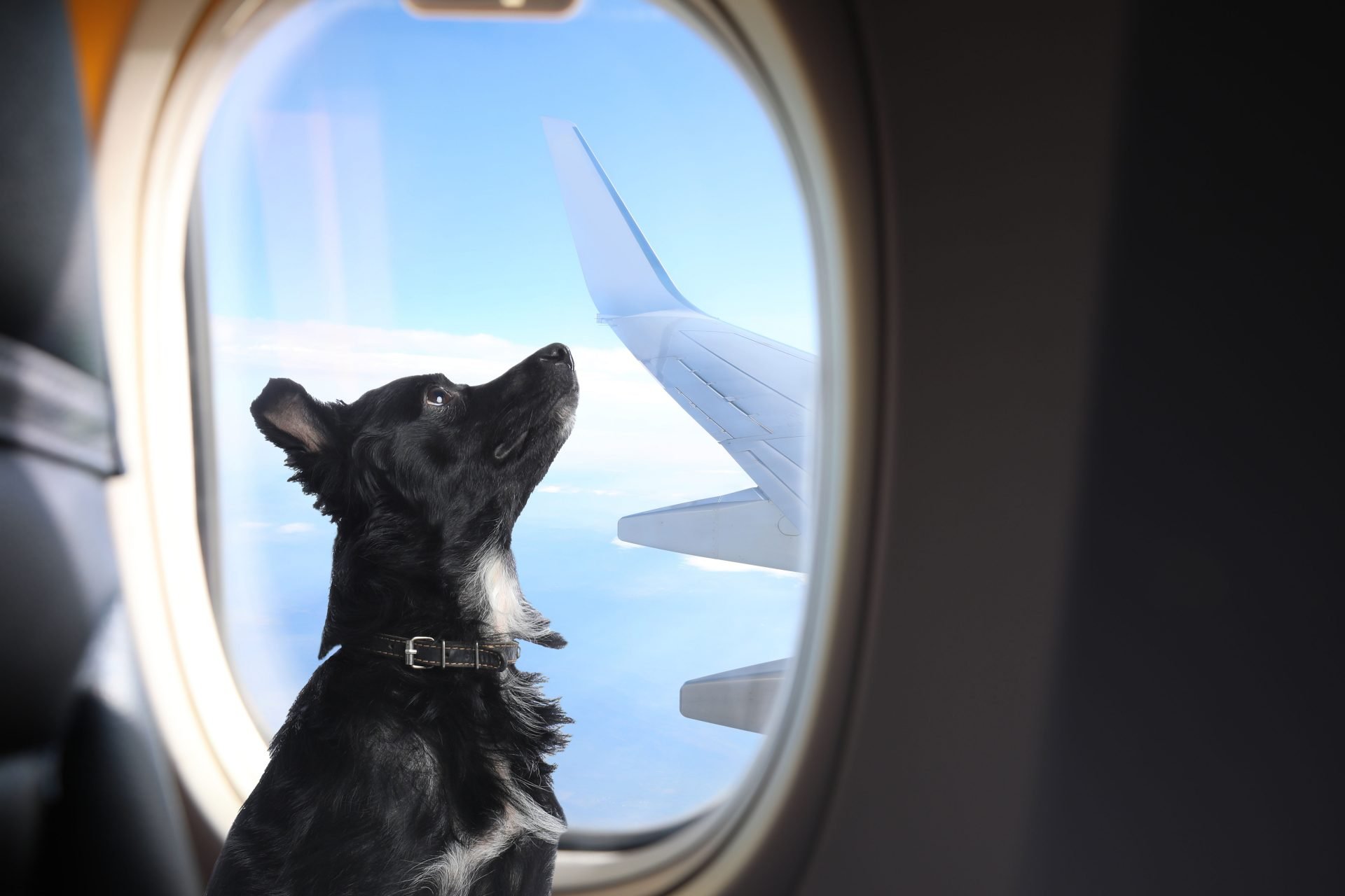 The Truth On How To Fly With Assistance Dogs In Australia Easy Guide