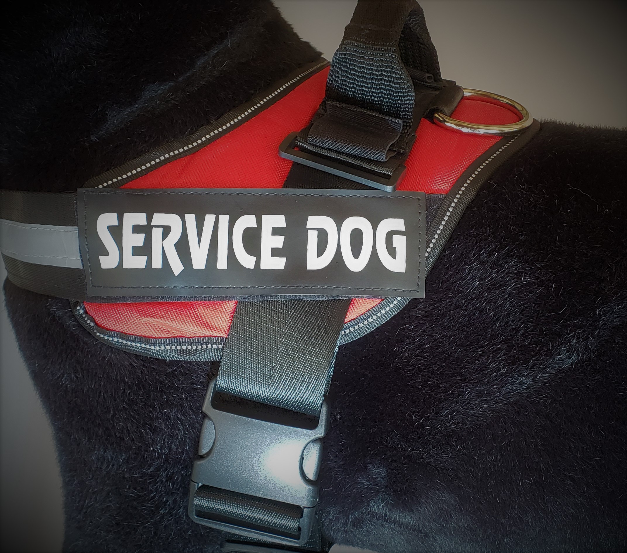 Service Dog Vests Service Dog Direct