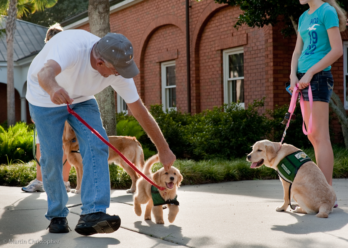 Puppy Raisers Training Service Dogs & The Lives They Touch
