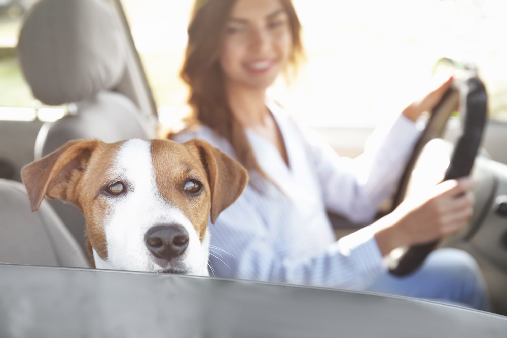 The best ways to transport your pets Service Plan Blog