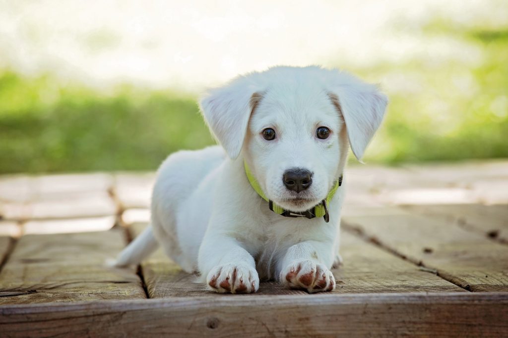 Qui contacter pour un chien perdu ? Qui appeler et que faire