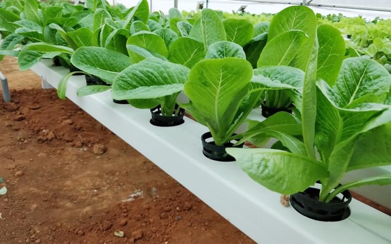 Know how to farm without soil