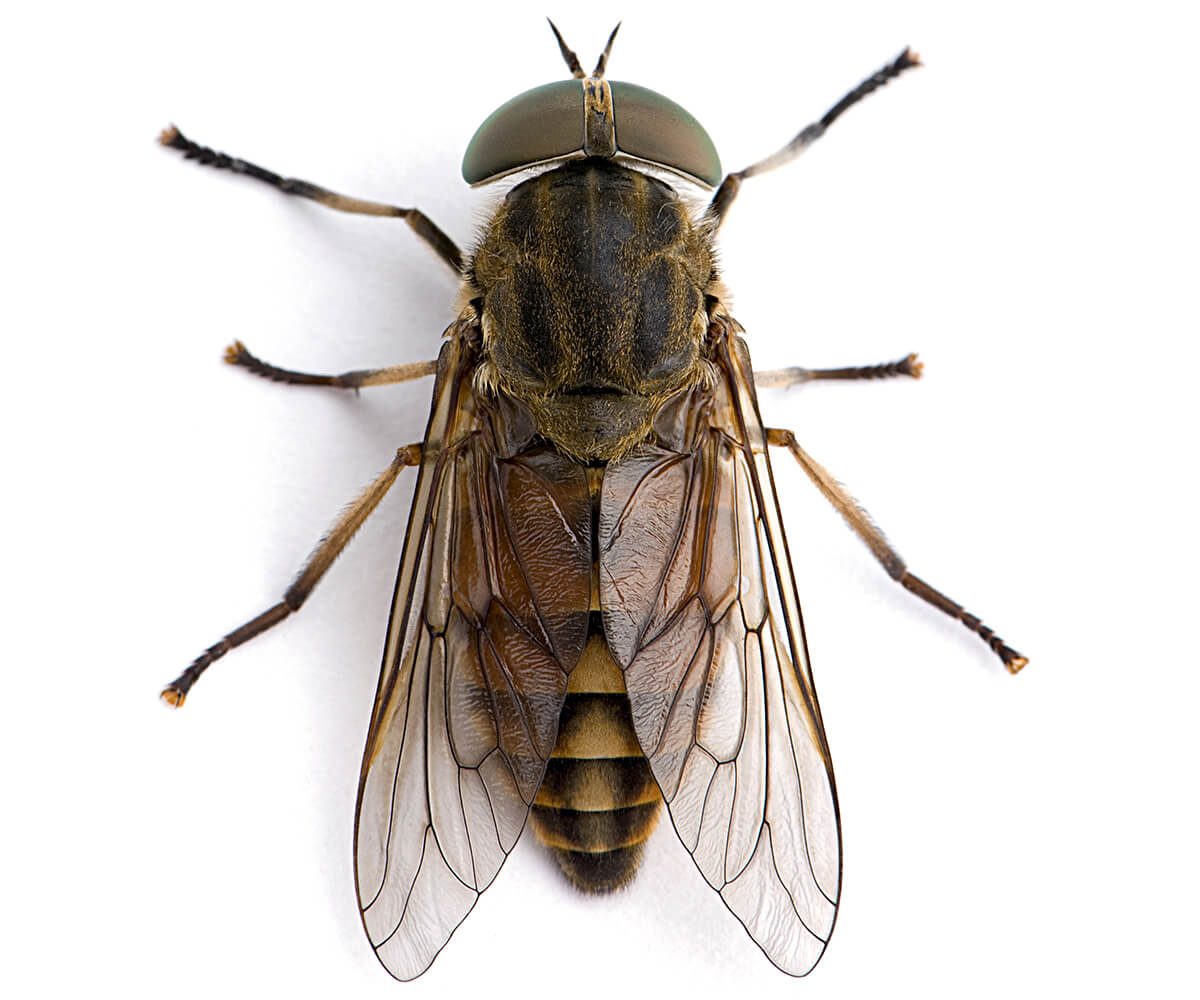 Horse Fly Prevention Tips & Techniques Servitix Pest Control