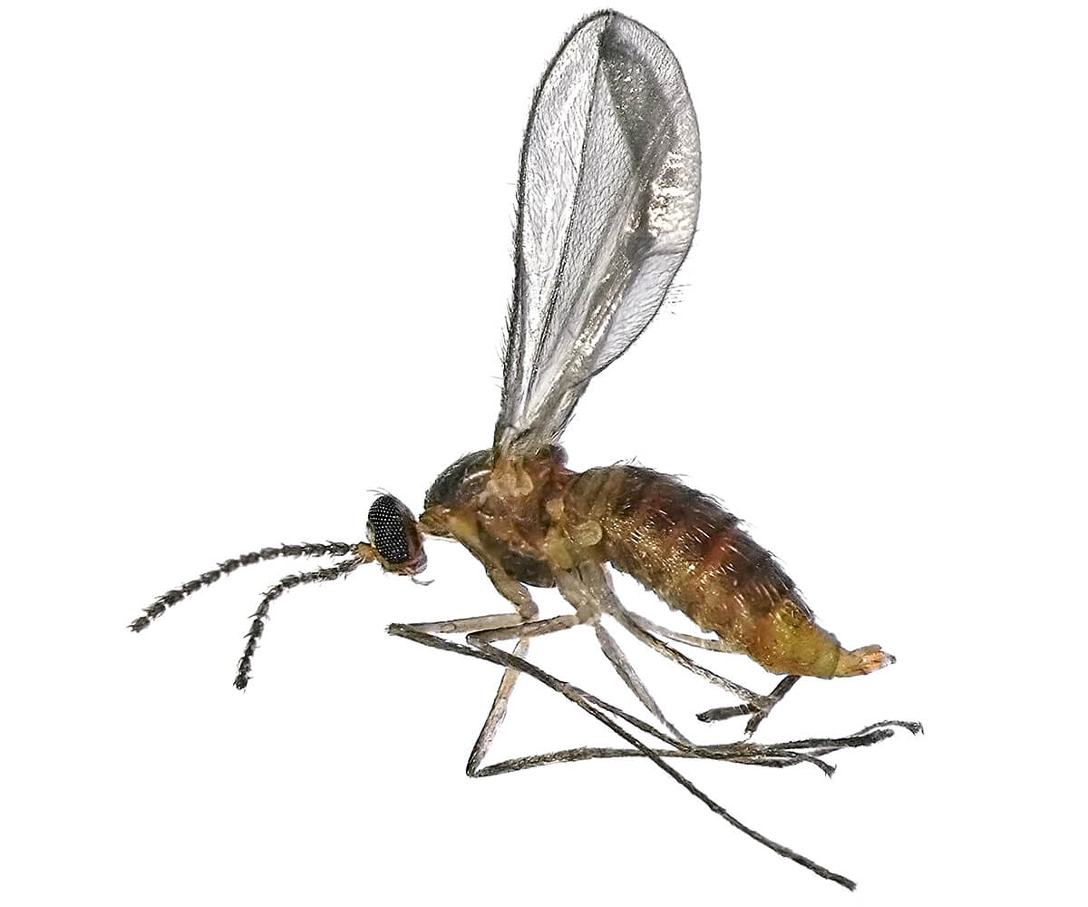 Midges Prevention Tips & Techniques Servitix Pest Control