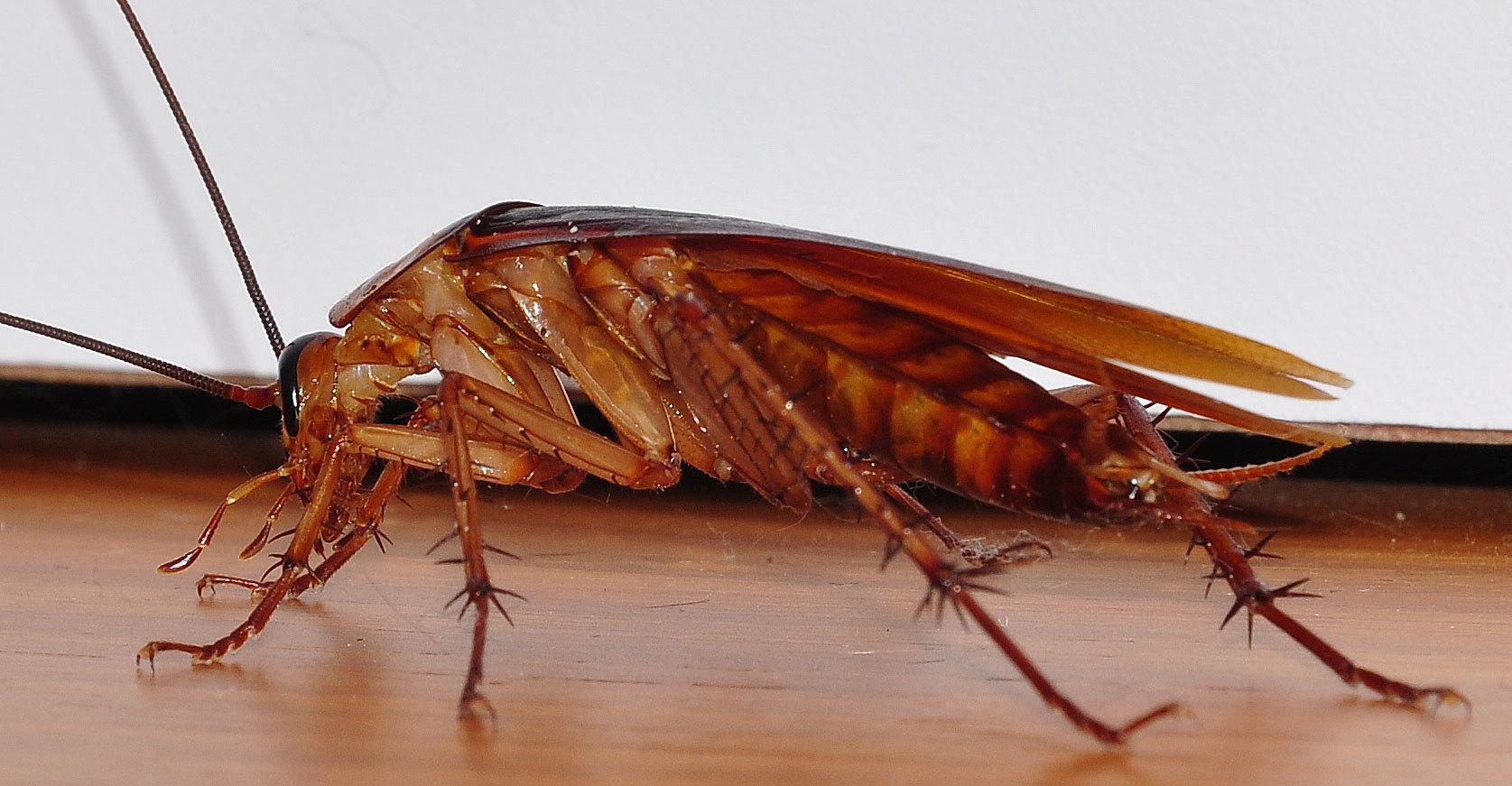 Cockroach - Servo UAE