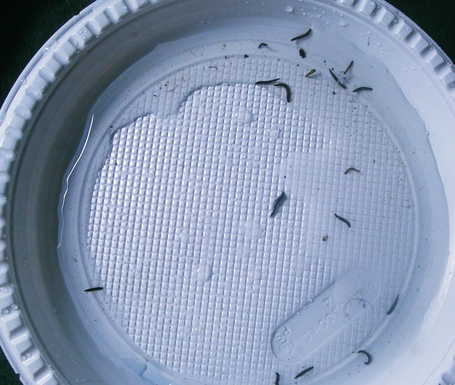 Moscas e Larvas de Banheiro Descubra Suas Utilidades Servprag