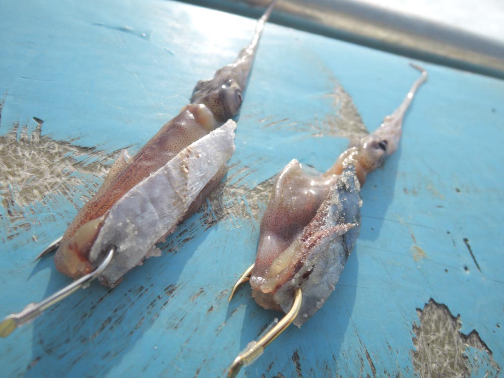 メダイでクロムツ付け餌考察！…からの…（2014/04/12） ごまプリンの沖釣りに行こうよ！