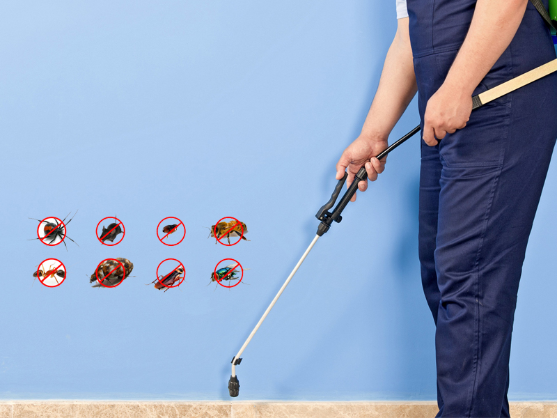 Gallery Ses Carpet Cleaning