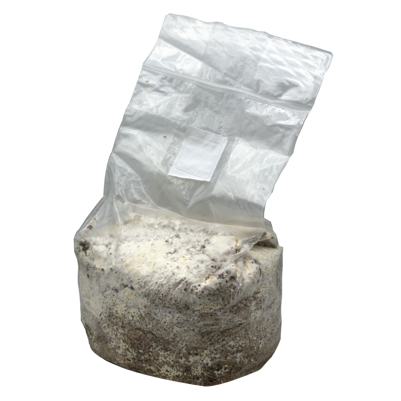 Mycelium Grain spawn SETAS MUSHROOMS