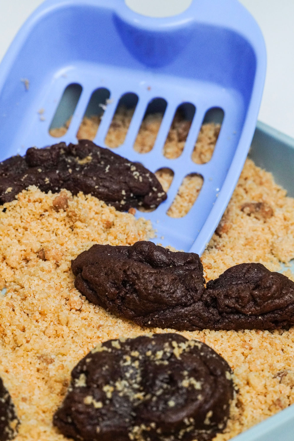 Nasty Cookie celebrates Halloween 2021 with cat poop brownies