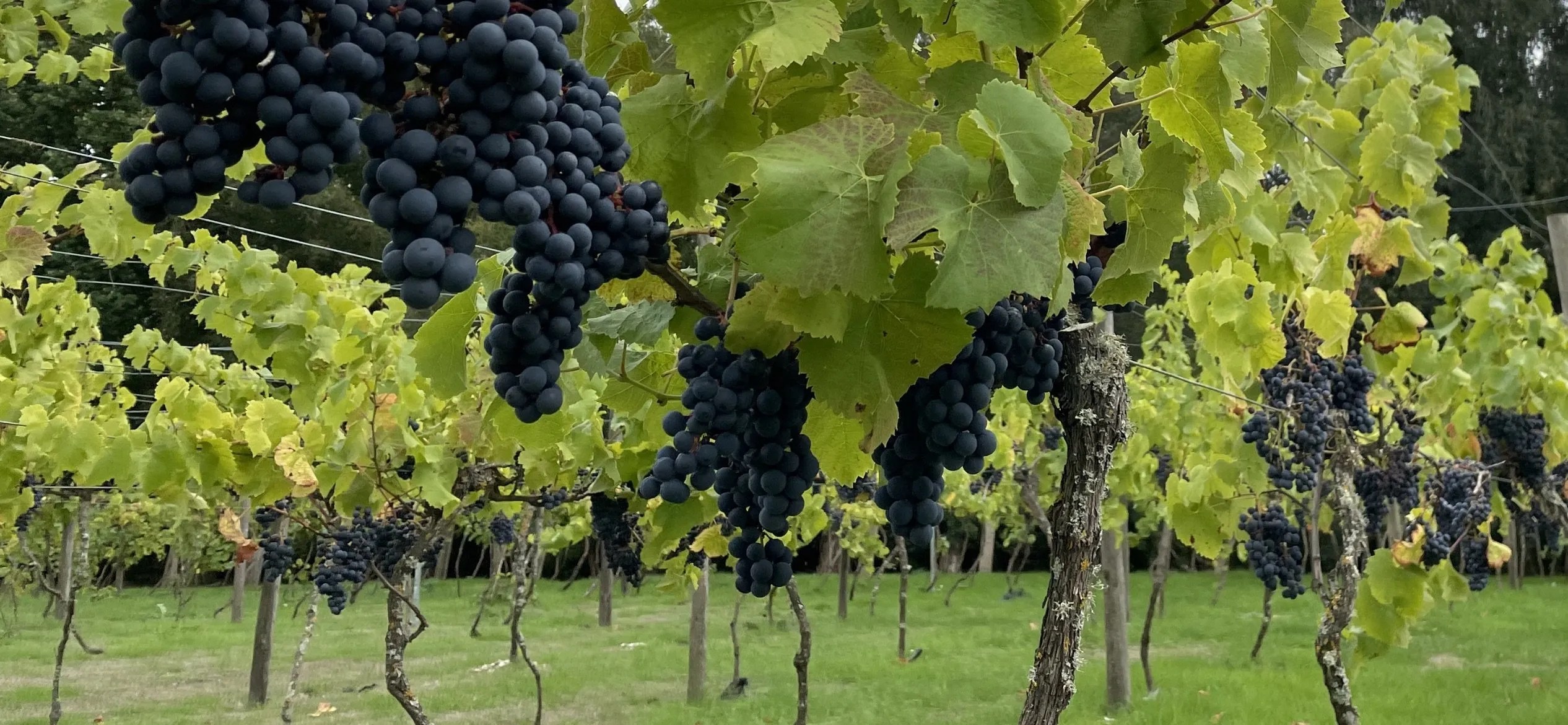 Vineyard Tour Setley Ridge Vineyard