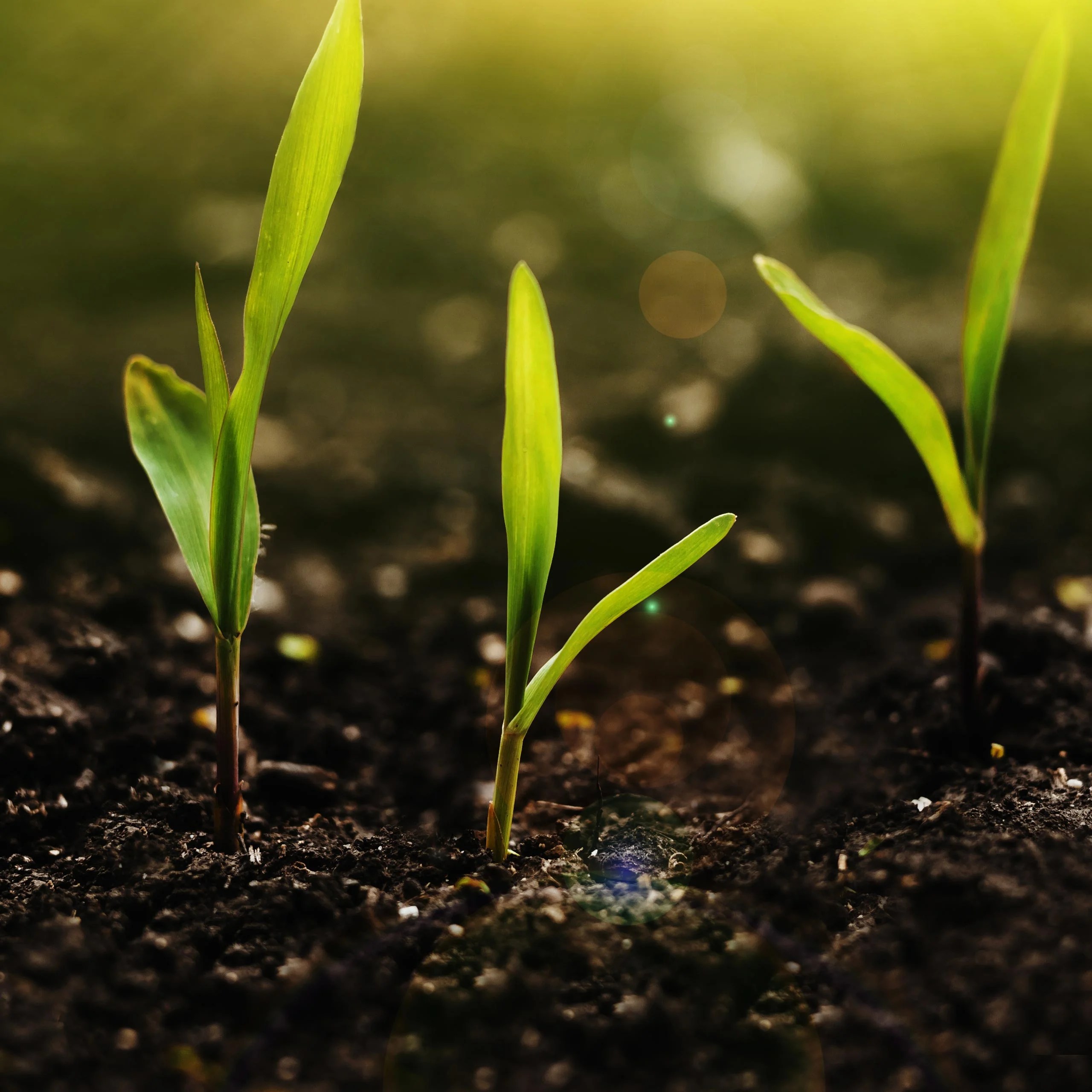 International Compost Awareness Week SET & The Mulch Store